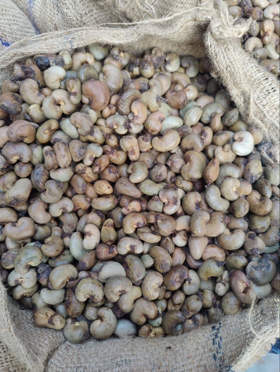 Cashew Collage Image 2