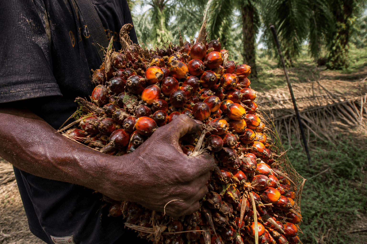 Palm Oil Collage Image 4