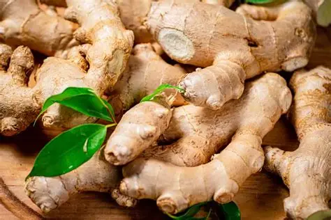 Organic Ginger Cultivation